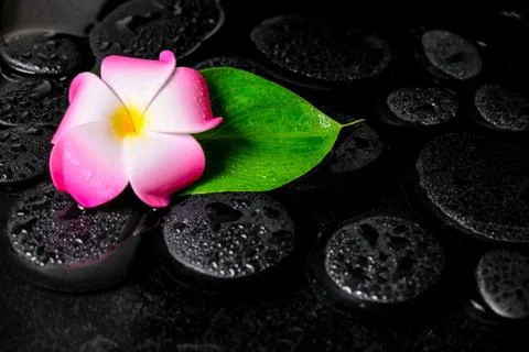 Beautiful spa background of green leaf calla lily, plumeria with drops on zen Stock Photos