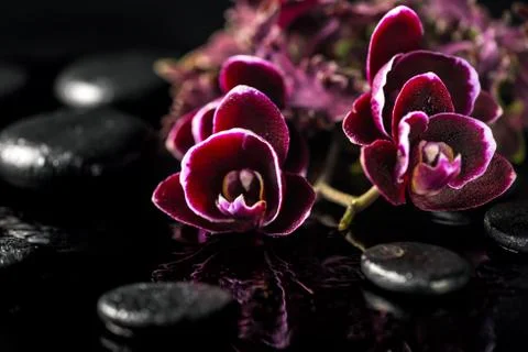 Beautiful spa composition of dark cherry orchid flower and nettle leaf on b.. Stock Photos