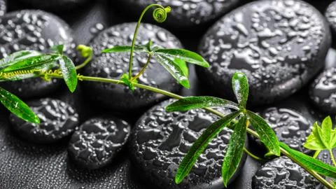 Beautiful spa still life of green twig passionflower with tendril on zen basa 写真素材