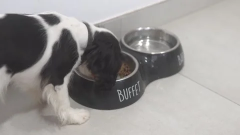 A beautiful spaniel puppy in black and white eats dry food from a bowl Stock Footage 303772629