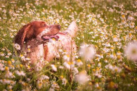A beautiful spaniel in the rays of the setting sun. The dog sits among the Stock Photos