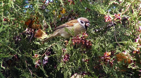 Beautiful sparrow in the forest, small bird eating seeds from a coniferous tree Stock Footage 35530717