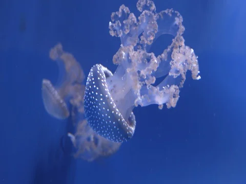Beautiful specimens of jellyfish Stock Footage 71387063