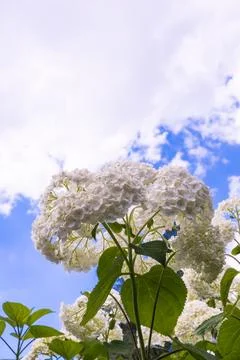 A beautiful spherical inflorescence of white hydrangea against the background 写真素材