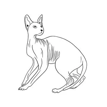 Beautiful sphinx cat Stock Illustration
