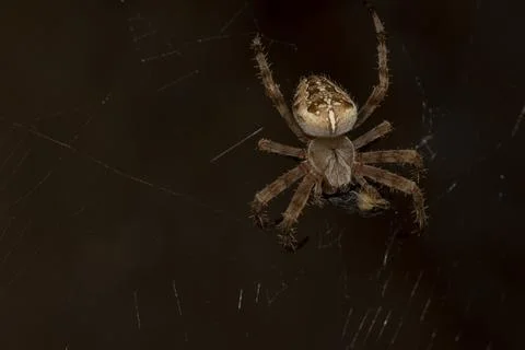 A beautiful spider caught a fly while hunting in a web Stock Photos