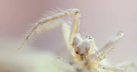Beautiful spider macro close up Stock Footage 115547919