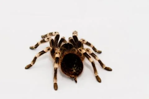 Beautiful spider Stock Photos