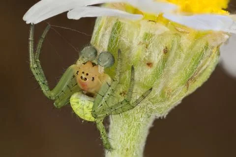 A beautiful spider Stock-Fotos