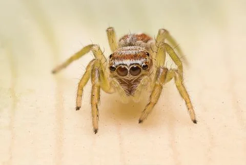 A beautiful spider Stock Photos