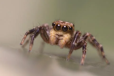 A beautiful spider Stock Photos