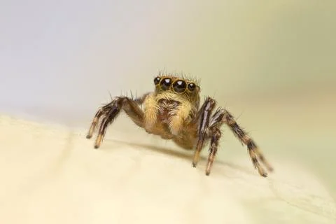 A beautiful spider Stock Photos