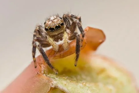 A beautiful spider Stock Photos