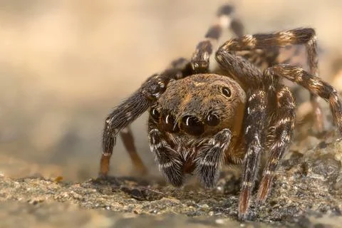 A beautiful spider Stock Photos