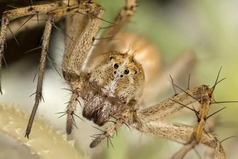 A beautiful spider Stock Photos