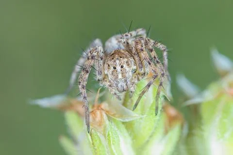 A beautiful spider Stock Photos