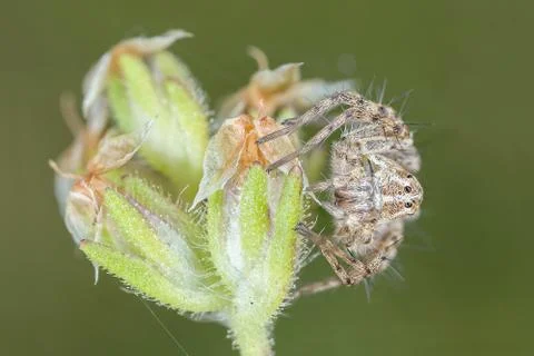 A beautiful spider Stock Photos