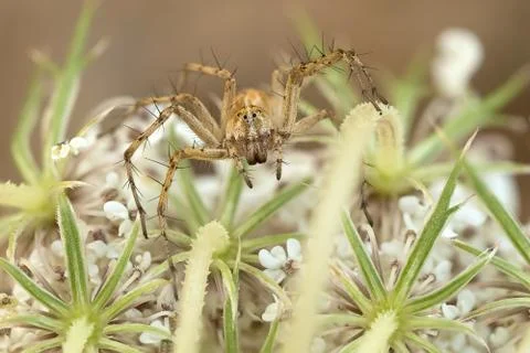 A beautiful spider Stock Photos