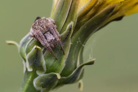 A beautiful spider Stock Photos