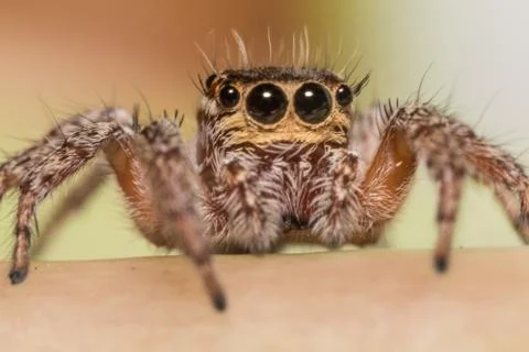 A beautiful spider Stock-Fotos