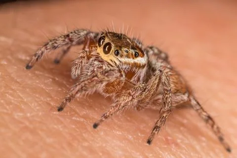 A beautiful spider Foto stock