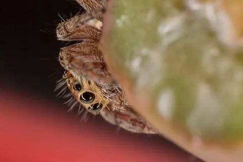 A beautiful spider Stock Photos