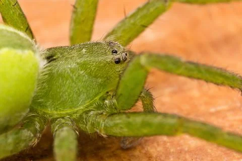A beautiful spider Stock Photos