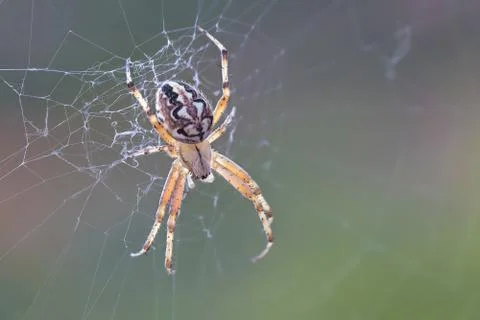 A beautiful spider Stock Photos