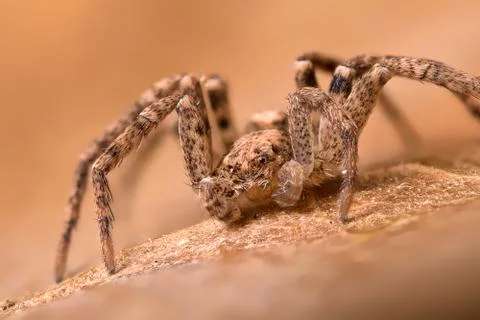 A beautiful spider Stock Photos