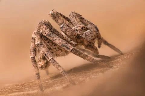 A beautiful spider Stock Photos