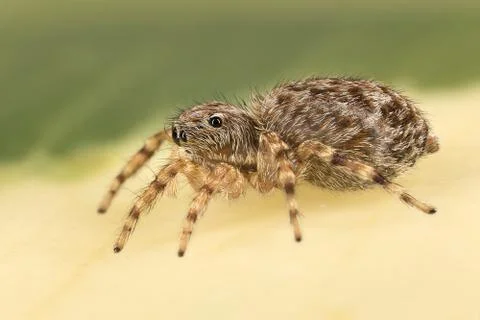 A beautiful spider Stock Photos
