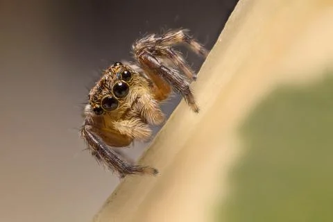 A beautiful spider Stock Photos