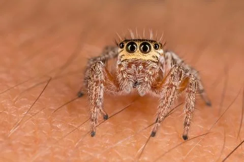 A beautiful spider Stock Photos