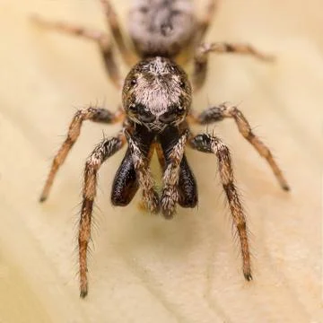 A beautiful spider Stock Photos