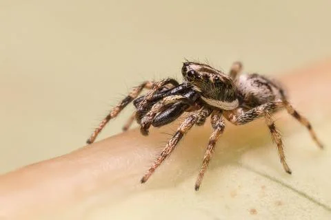 A beautiful spider Stock Photos