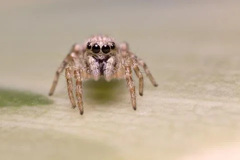 A beautiful spider Stock Photos