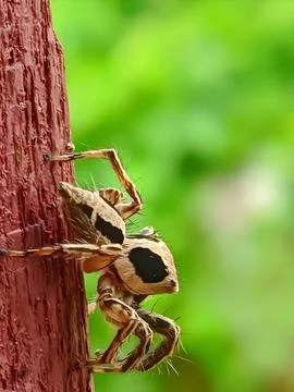 Beautiful spider Stock Photos