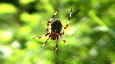The beautiful spider sits on a web and the sun basks in. Stock Footage 10713763