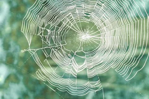 Beautiful spider web background close-up. Soft focus. Stock Photos