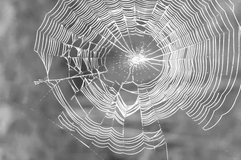 Beautiful spider web background close-up. Black-white cobweb, blur. Stock Photos