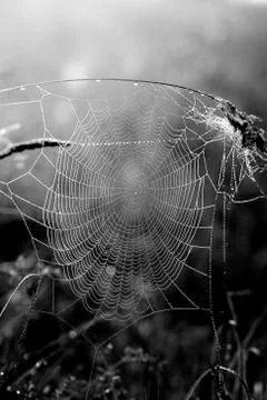 Beautiful spider web Stock Photos