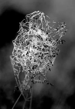 Beautiful spider web Stock Photos