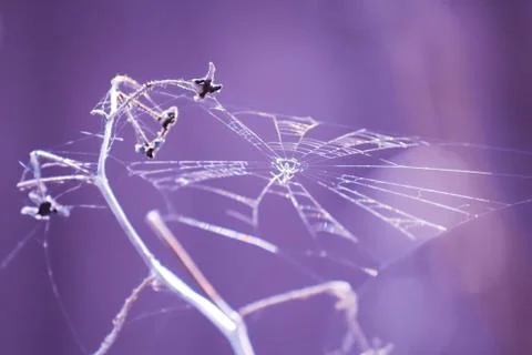 Beautiful spider web  Stock Photos