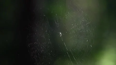 Beautiful spider web in sunlight in the forest closeup. Stock Footage 337578303