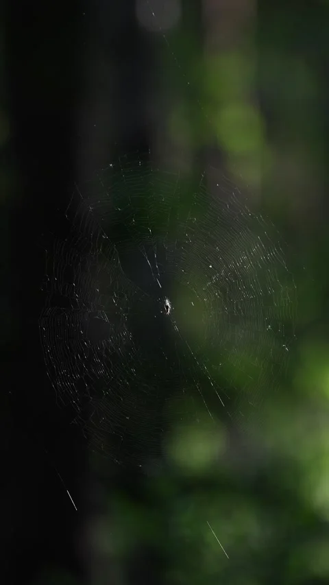Beautiful spider web in sunlight in the forest closeup. Stock Footage 337578320