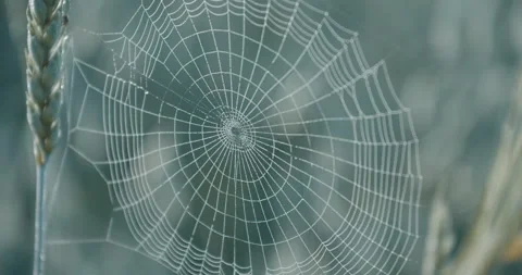 Beautiful Spider Web Sways in Wind. Forest. Spider Wove Web for Catching Insects Stock Footage 164633677