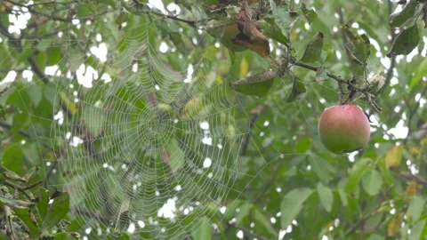 A beautiful spider web on a tree Stock Footage 219353474