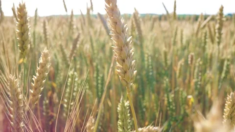 Beautiful spikelets of wheat. Close-up Stock Footage 98373600
