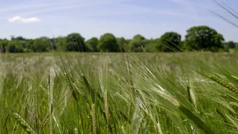 Beautiful spikelets of wheat on a field Stock Footage 136477098