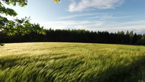Beautiful spikelets of wheat on a field under the wind on the sunset Stock Footage 136477013